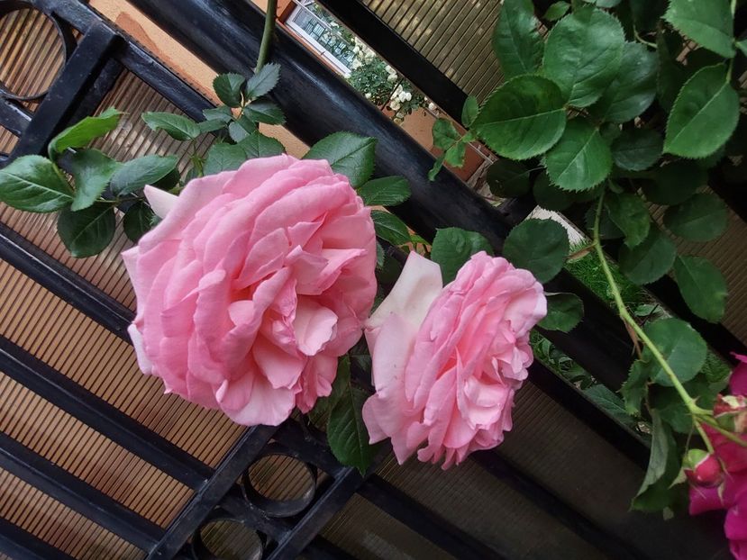  - 2023 mai continuare