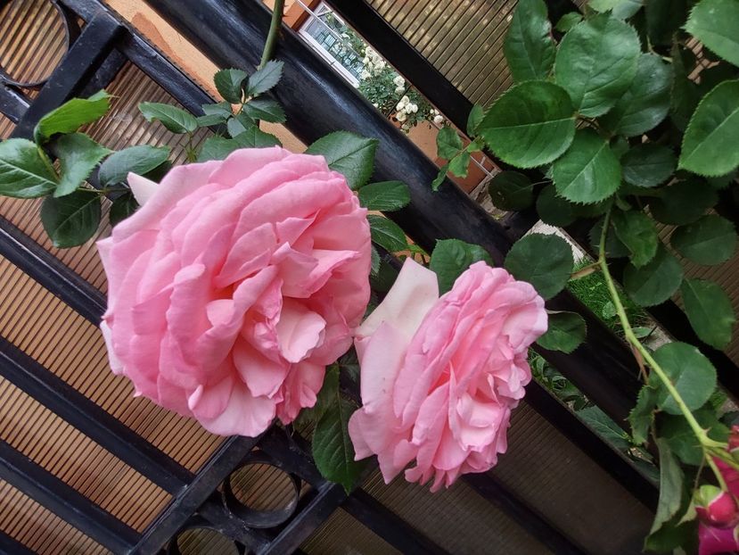  - 2023 mai continuare