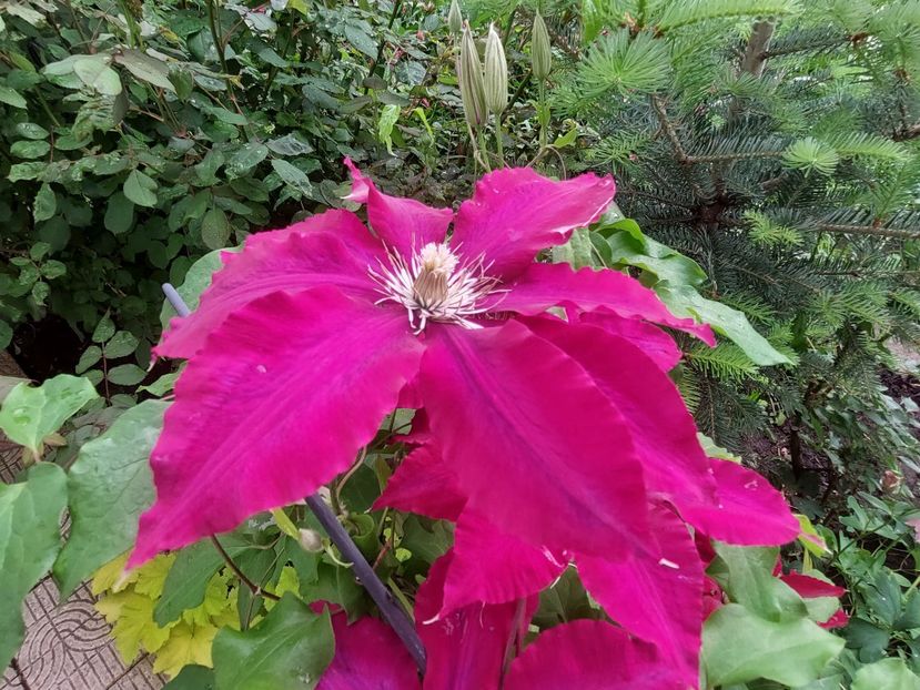  - 2023 mai continuare