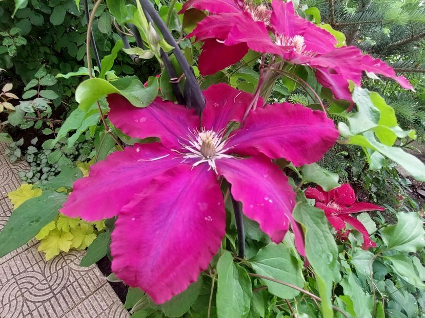  - 2023 mai continuare