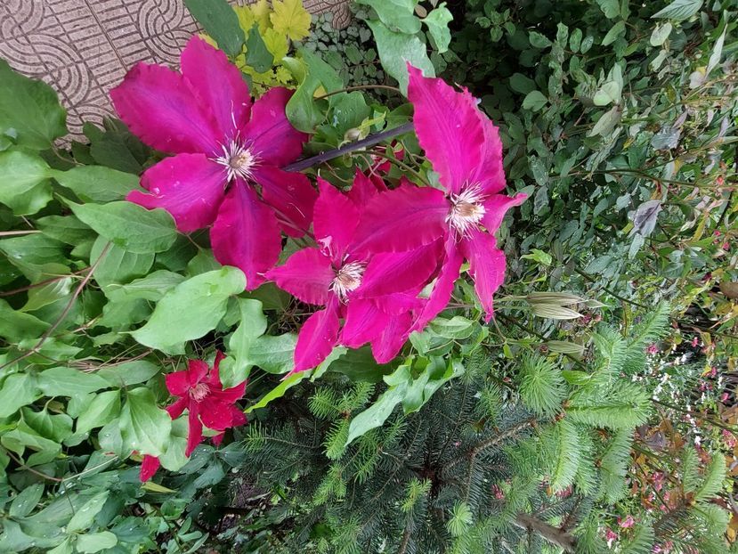  - 2023 mai continuare