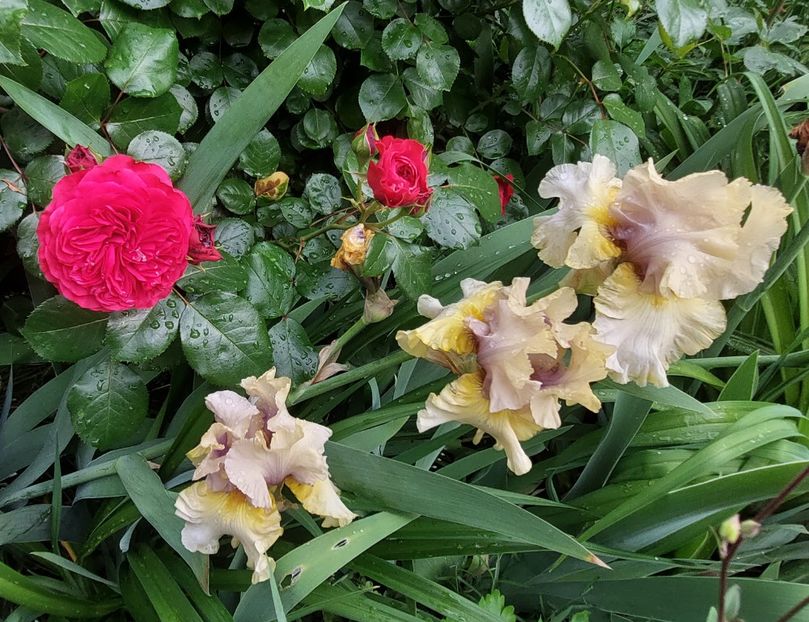  - 2023 mai continuare