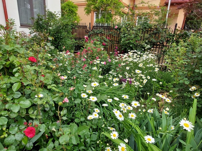  - 2023 mai continuare