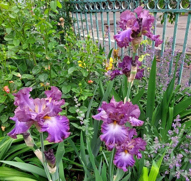  - 2023 mai continuare