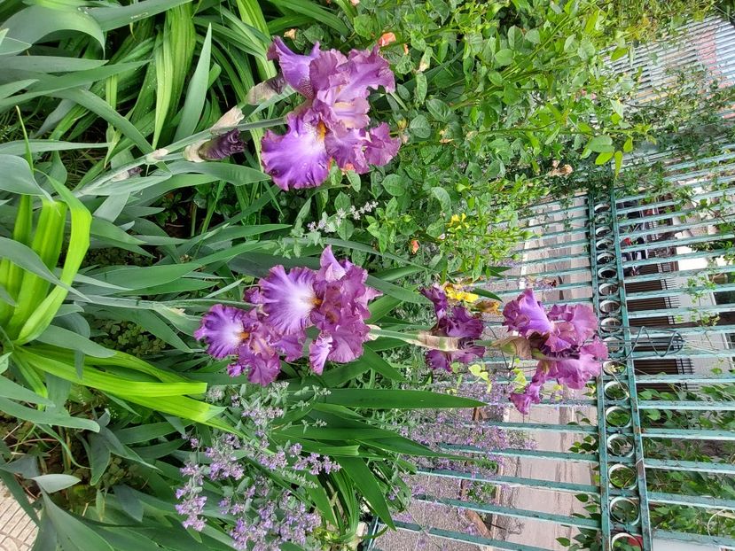  - 2023 mai continuare