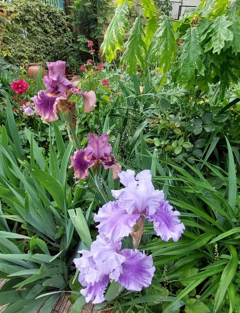  - 2023 mai continuare