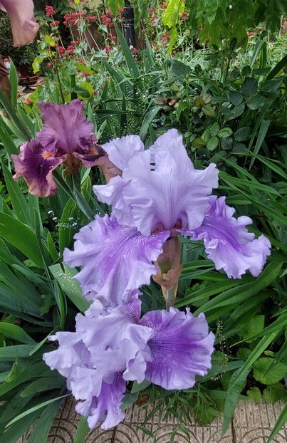  - 2023 mai continuare