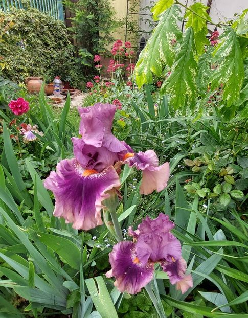  - 2023 mai continuare