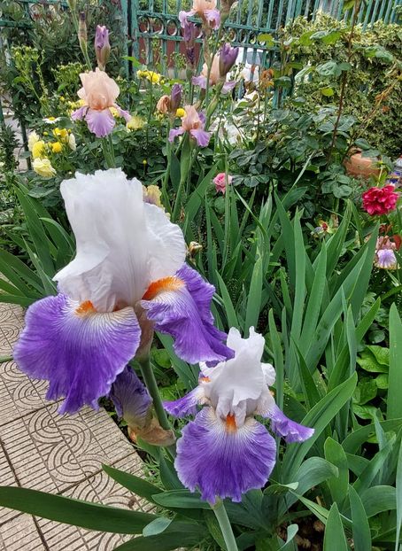  - 2023 mai continuare