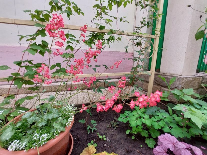  - 2023 mai continuare