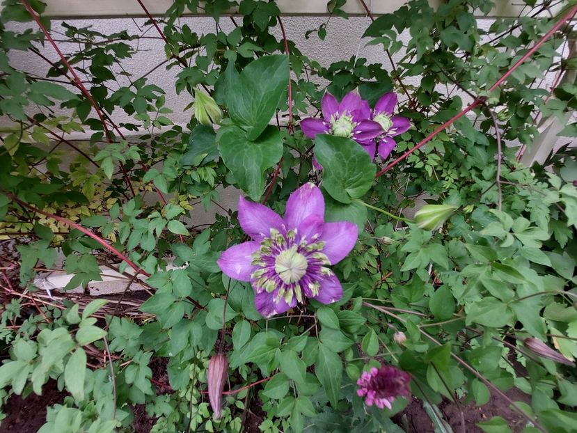  - 2023 mai continuare