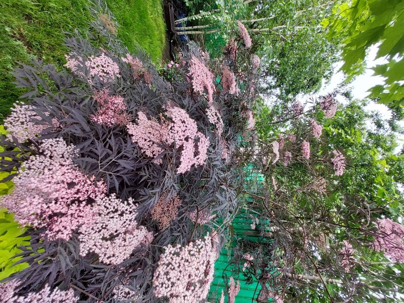  - 2023 mai continuare