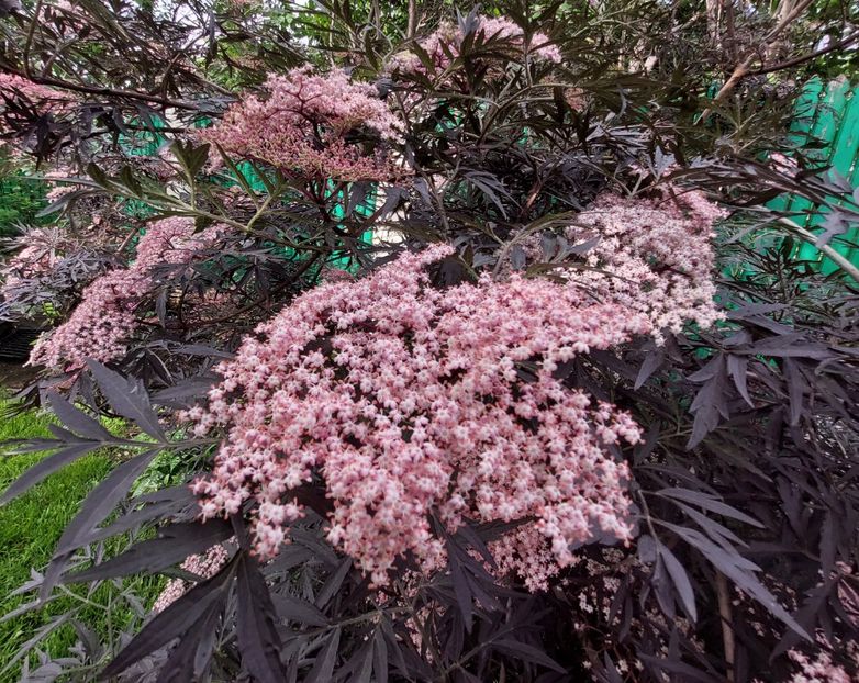  - 2023 mai continuare