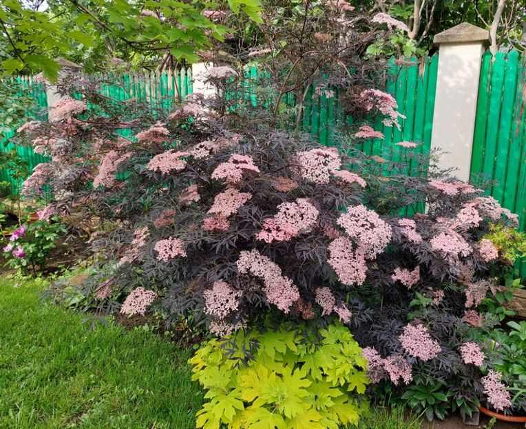  - 2023 mai continuare