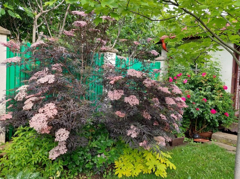  - 2023 mai continuare