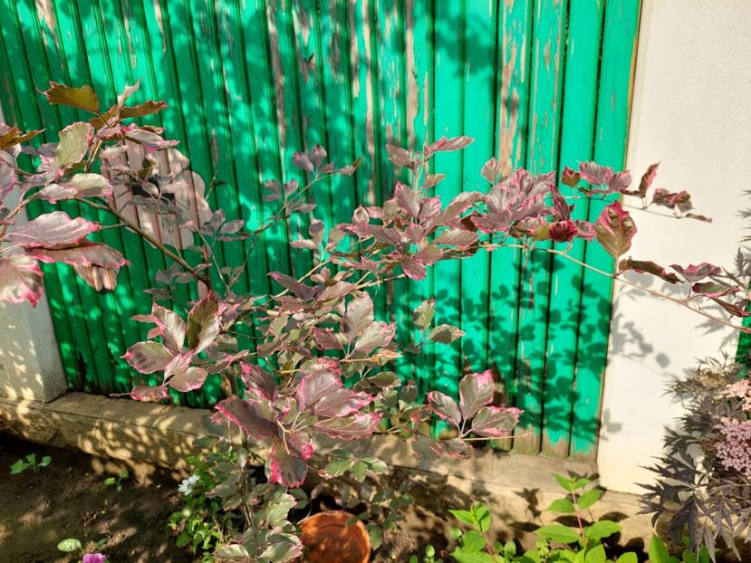  - 2023 mai continuare