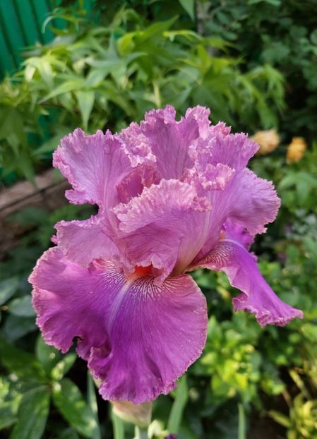  - 2023 mai continuare