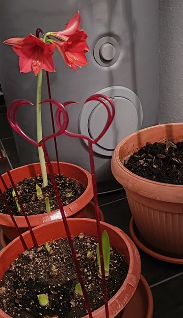 Hippeastrum-amaryllis hybr - Gradina si terasa PrimaLuce__11-Hello 2024