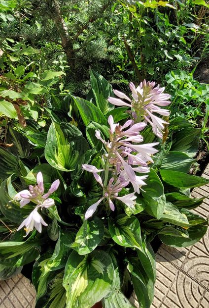  - 2023 iulie aug sept