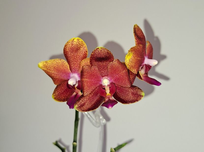  - Phalaenopsis 2
