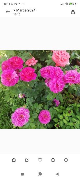 Screenshot_2024-03-07-10-11-53-107_com.miui.gallery - 000 Trandafiri 2024