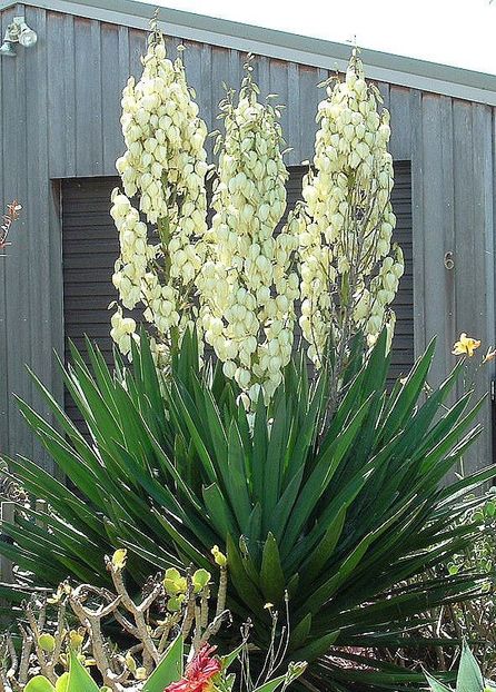 yucca de gradina 20lei - aaPlante ornamentale disponibile
