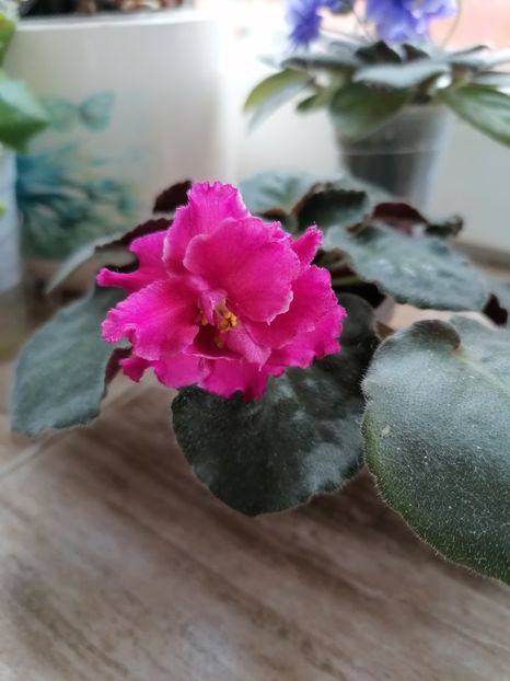 07.03.2023 - Amadeus