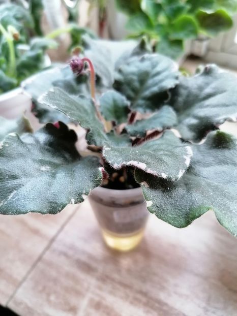 07.03.2024 - Buckeye Legal Tender