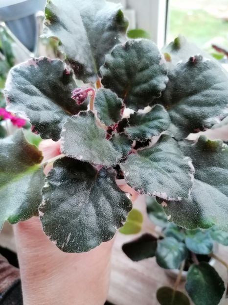 07.03.2024 - Buckeye Legal Tender