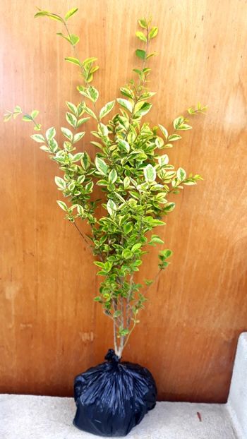  - 0-1 Ligustrum Ovalifolium Variegat Disponibil 2025