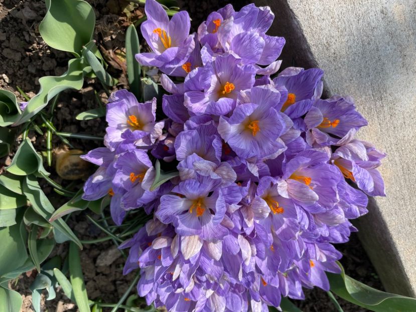  - 002 Grădina 2024 1