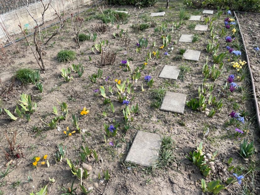  - 002 Grădina 2024 1