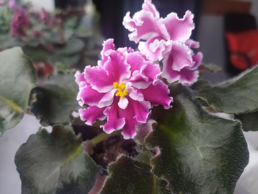 7 martie 2024 - Amadeus