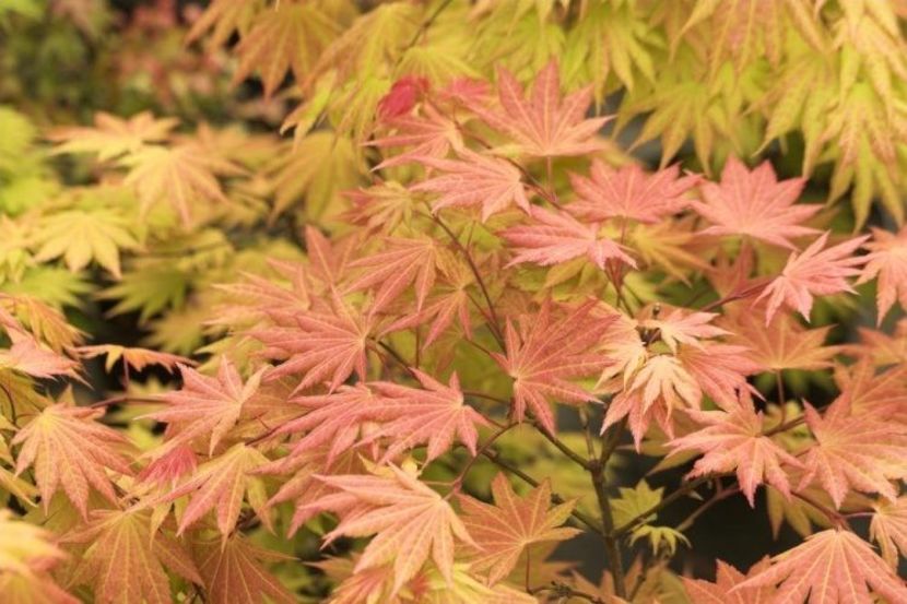 autum moon - Aduc Acer pe comanda