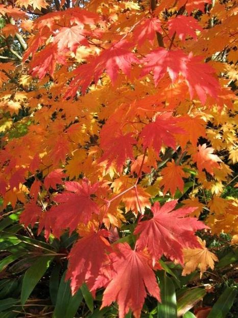 indian summer - Aduc Acer pe comanda