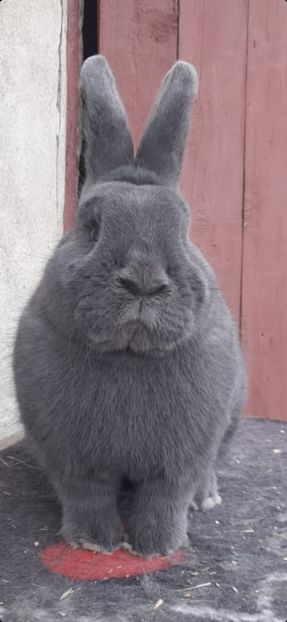 IMG-20230927-WA0019 - Vienezi albastrii 2022