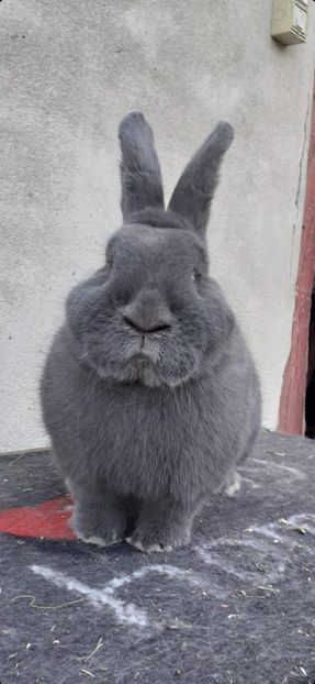 IMG-20230927-WA0017(1) - Vienezi albastrii 2022