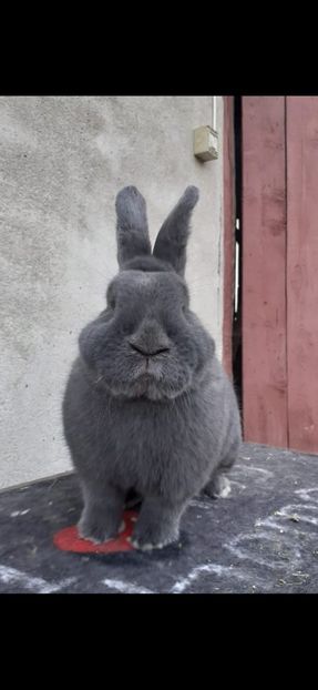 IMG-20230927-WA0016(1) - Vienezi albastrii 2022