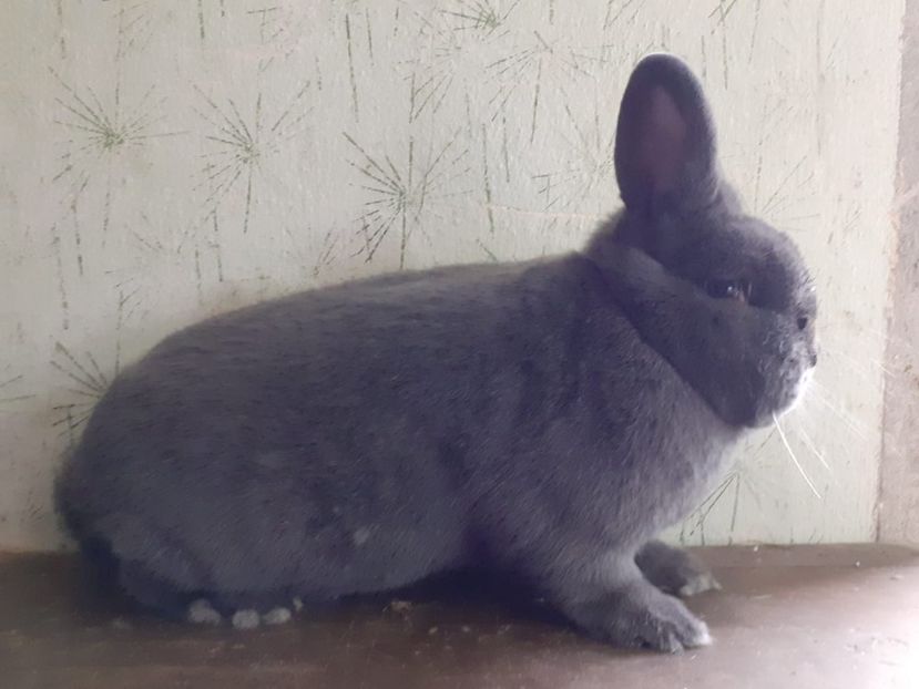 IMG-20230205-WA0001 - Vienezi albastrii 2022