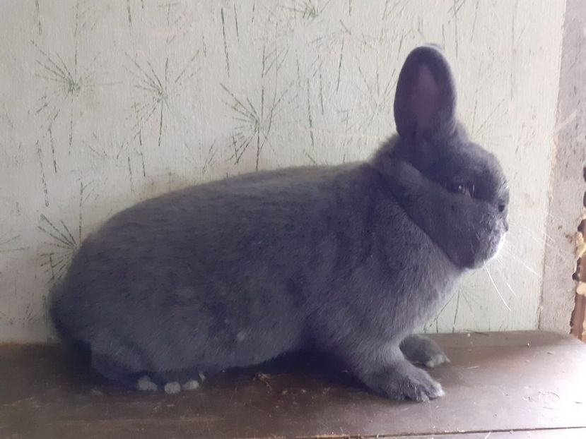 IMG-20230205-WA0000 - Vienezi albastrii 2022