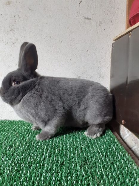 IMG-20230306-WA0013 - Vienezi albastrii 2022