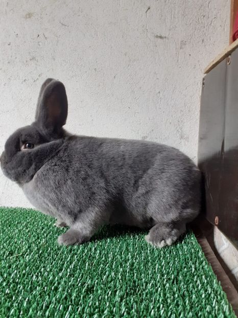 IMG-20230306-WA0014 - Vienezi albastrii 2022