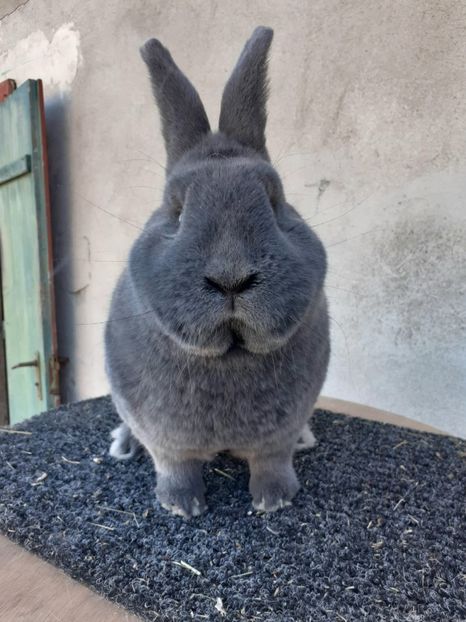 IMG-20230317-WA0021 - Vienezi albastrii 2022