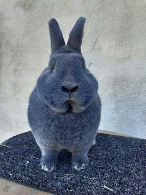 IMG-20230317-WA0018 - Vienezi albastrii 2022