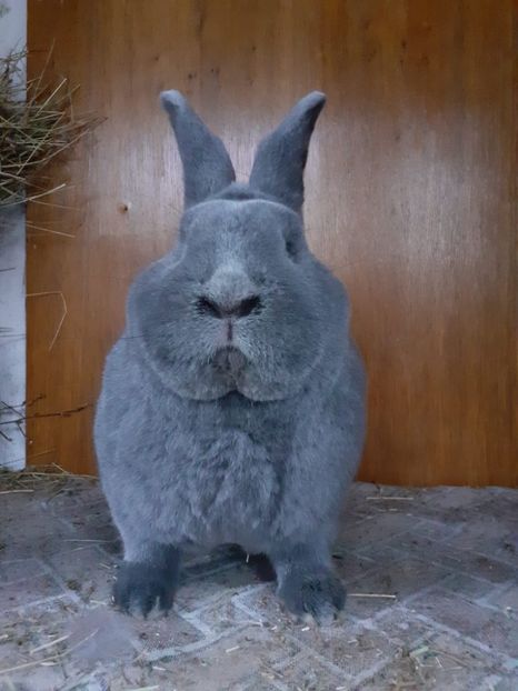 IMG-20230414-WA0003(1) - Vienezi albastrii 2022