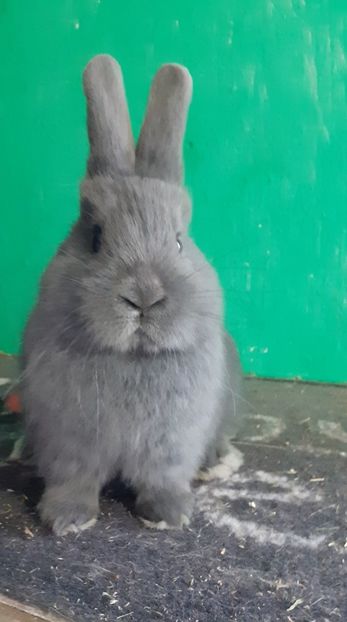  - Vienezi Albastrii 2024