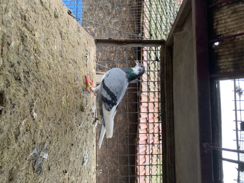 DB39CCF9-1042-4C39-930E-BEB3093104DB - 2024 porumbei 2024