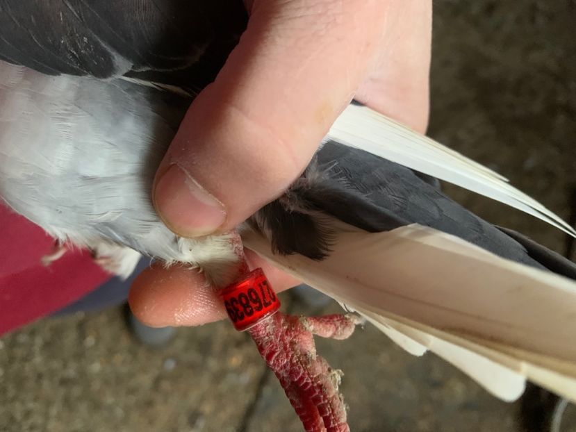 135E7FBA-692F-4B59-AB64-BA96AF0C265D - 2024 porumbei 2024