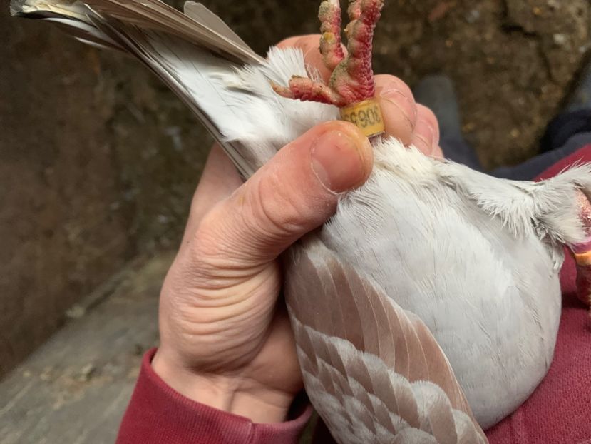 BC102B61-630E-49DB-8C92-96BC540F9D25 - 2024 porumbei 2024