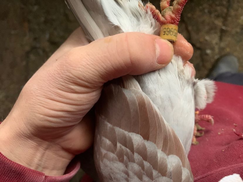 09127CB6-24FC-4199-8D5C-49A6605F2DF1 - 2024 porumbei 2024